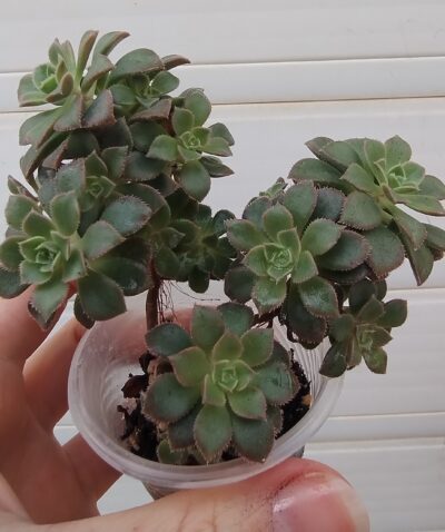 Aeonium Castello-paivae cv. Sarae