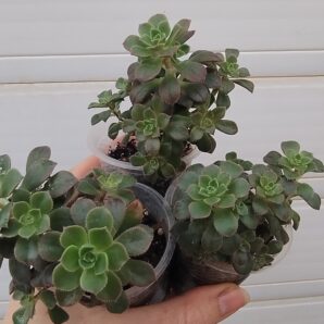 Aeonium Castello-paivae cv. Sarae