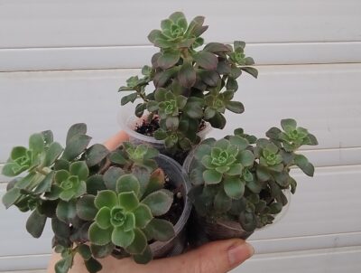 Aeonium Castello-paivae cv. Sarae