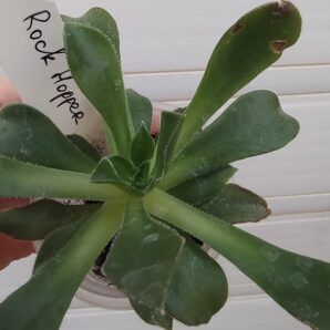 aeonium Rock Hopper
