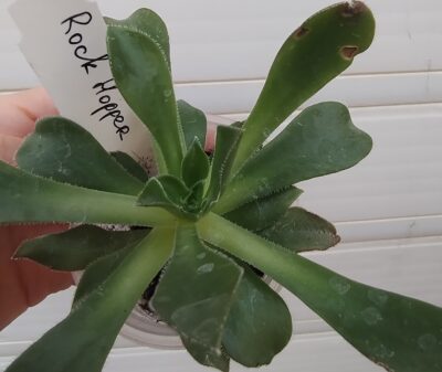 aeonium Rock Hopper