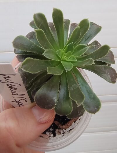 Aeonium hybrid (Spain) - Зображення 2