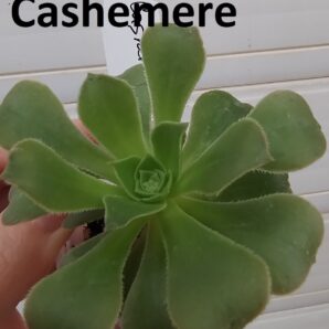 aeonium Green Cashemere(пахне як Velour)