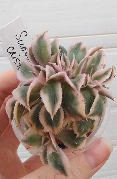 aeonium sunburst cristata