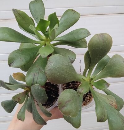 Aeonium Glutinosum середній