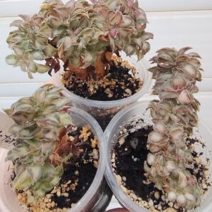 aeonium Lemon lime cristata (syn. Starburst cristata)