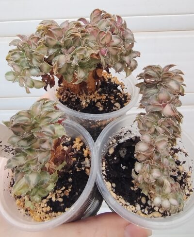 aeonium Lemon lime cristata (syn. Starburst cristata)