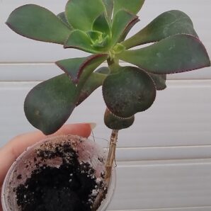 Aeonium haworthii 'Dream Color' (Kiwi Aeonium)