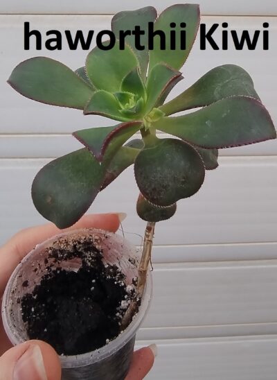 Aeonium haworthii 'Dream Color' (Kiwi Aeonium)