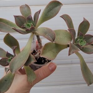 Aeonium perezii (Decorum x appendiculatum)