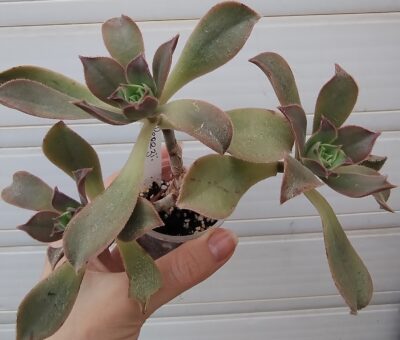 Aeonium perezii (Decorum x appendiculatum)