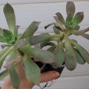 Aeonium perezii (Decorum x appendiculatum)