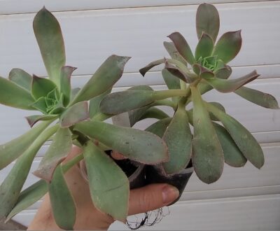 Aeonium perezii (Decorum x appendiculatum)