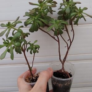 aeonium SEDIFOLIUM більший