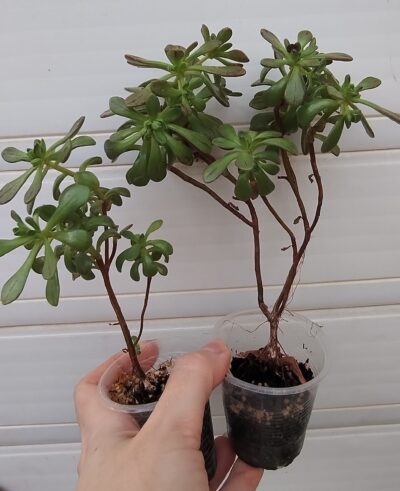 aeonium SEDIFOLIUM більший