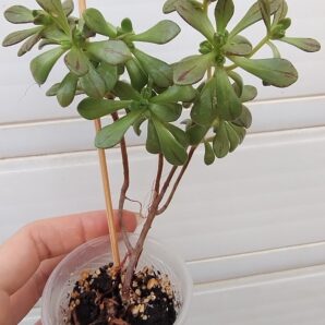 aeonium SEDIFOLIUM