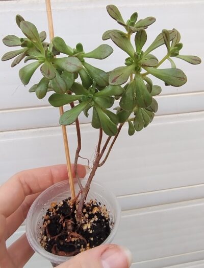 aeonium SEDIFOLIUM