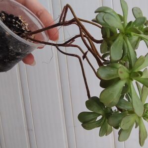 aeonium SEDIFOLIUM