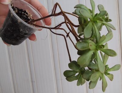 aeonium SEDIFOLIUM