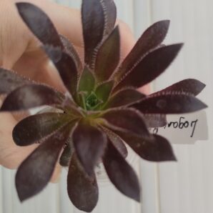 Aeonium 'Logan Rock'