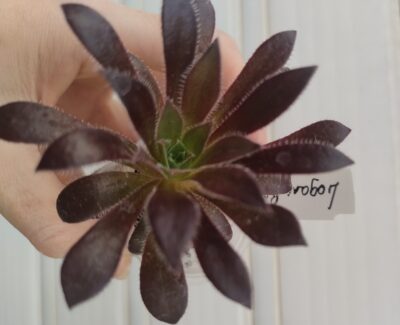 Aeonium 'Logan Rock'