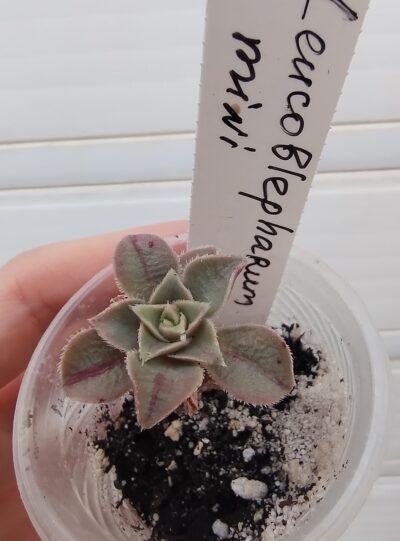 aeonium leucoblepharum Marocco form(compact) - Зображення 2