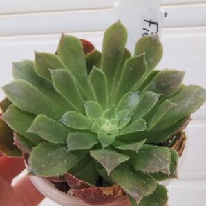 Aeonium Fiesta