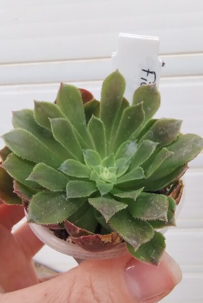 Aeonium Fiesta