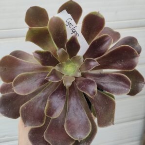 aeonium Cyclops