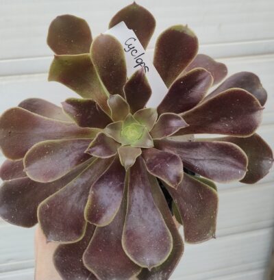 aeonium Cyclops