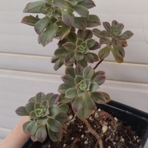Aeonium Castello-paivae cv. Sarae