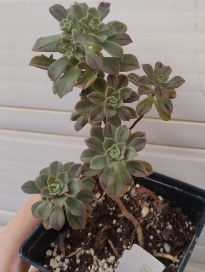 Aeonium Castello-paivae cv. Sarae