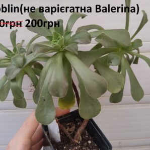 Aeonium Goblin