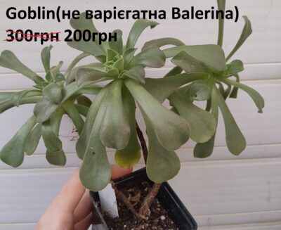 Aeonium Goblin