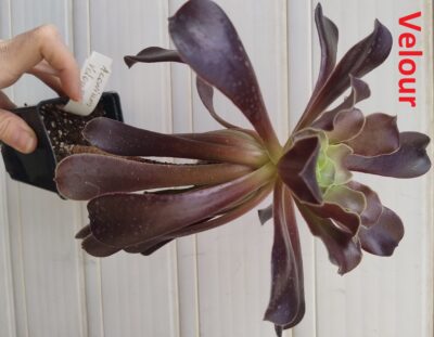 Aeonium Velour - Зображення 2