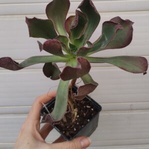 Aeonium Marnier Lapostolle(іспанець)