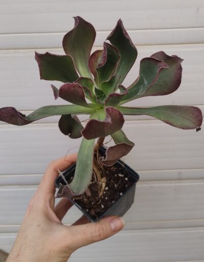 Aeonium Marnier Lapostolle(іспанець)