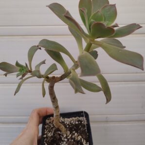 Aeonium perezii (Decorum x appendiculatum)