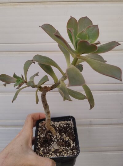 Aeonium perezii (Decorum x appendiculatum)