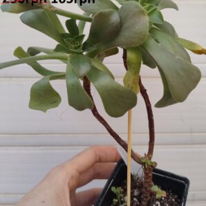 Aeonium Goblin
