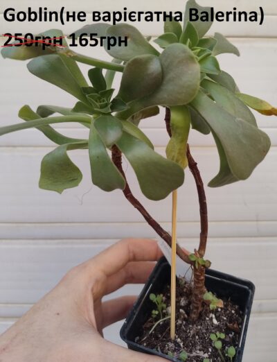 Aeonium Goblin