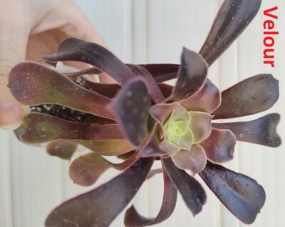 Aeonium Velour - Зображення 3