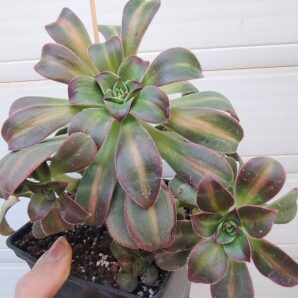 aeonium Macaroon (leucoblepharum variegata) зріз