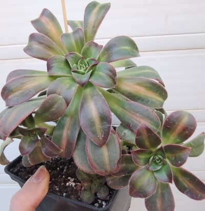 aeonium Macaroon (leucoblepharum variegata) зріз