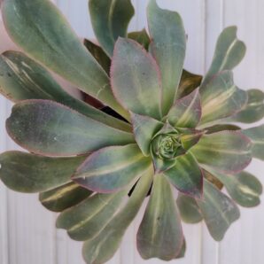 aeonium Lemon lime (syn. Starburst)