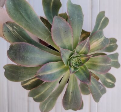 aeonium Lemon lime (syn. Starburst)