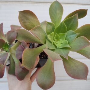Aeonium santosianum (goochiae x palmense) менша