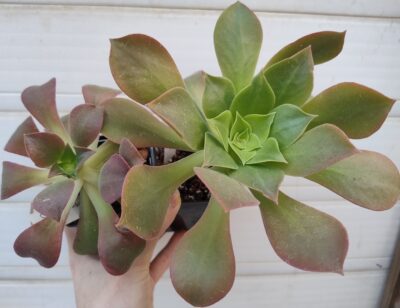 Aeonium santosianum (goochiae x palmense) менша