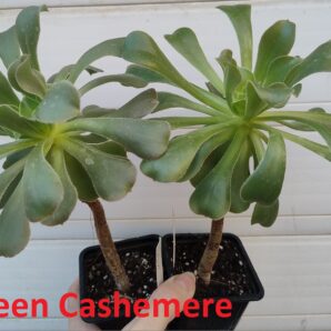 aeonium Green Cashemere(пахне як Velour)