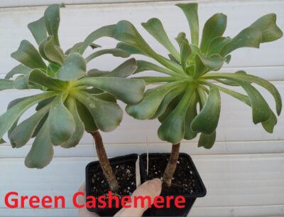 aeonium Green Cashemere(пахне як Velour)